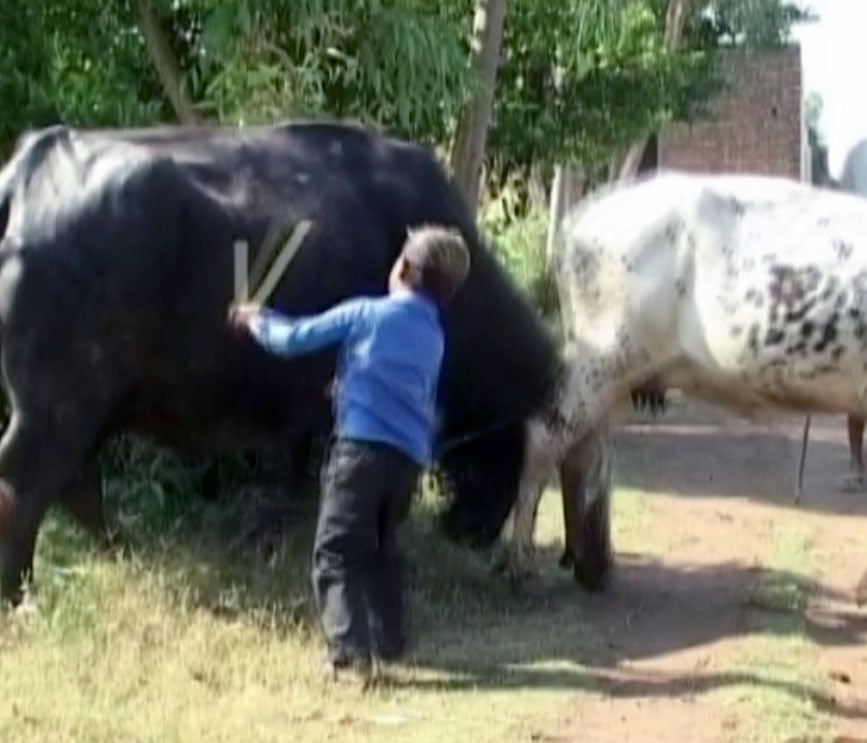 A school child shoos away a cow which interrupts class- Geo News