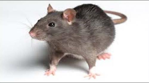 Pakistan city hires ´rat killer´ to tackle rodent problem