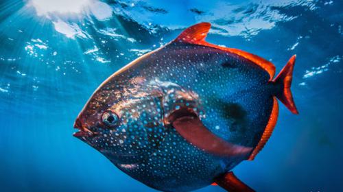 Warm blood makes unusual opah fish succeed in oceans