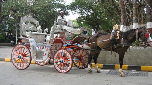 City Council Unanimously Bans Horse-Drawn Carriages Starting Jan