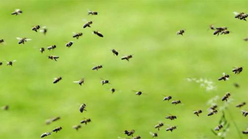 Man survives 500 to 1,000 stings by swarming Arizona bees