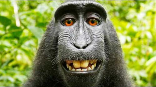 Monkey who took grinning ‘selfie’ should own copyright: US lawsuit