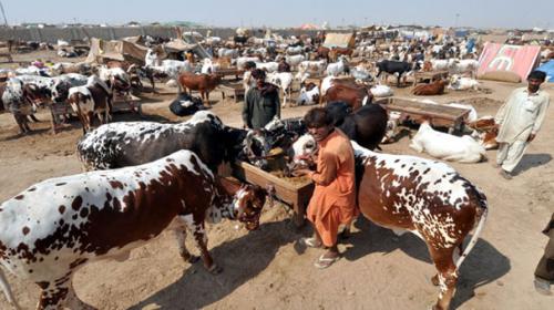 Karachiites spent Rs30 billion on Eid sacrifice