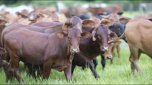 Australian technology allows cows' weights to be monitored from space