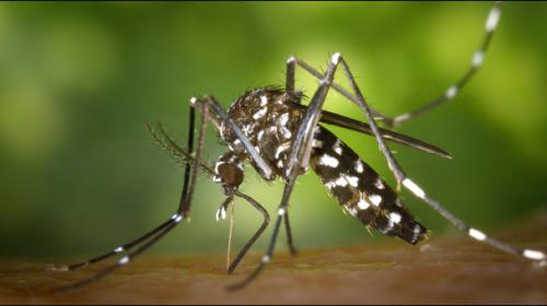 Four dengue cases reported in Kohat