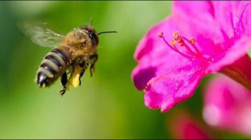 People liked honey back in the Stone Age