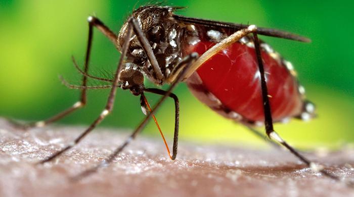 Sindh government launches “Dengue Se Paak Pakistan” drive