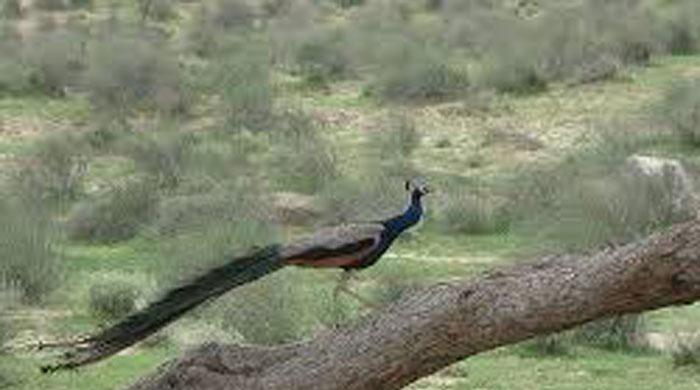 Thar's Dying Peacocks: Intense Heat, Disease Kill Above 30 Birds