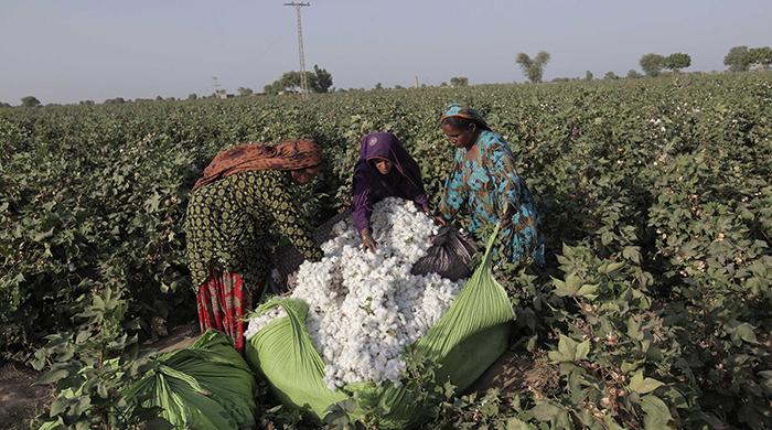 As drought shrivels crop, Pakistan cotton industry faces $4bn bill