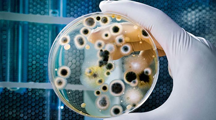 US sees first case of bacteria resistant to all antibiotics