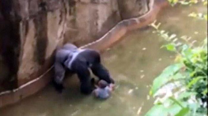 Killing of gorilla to save boy at Ohio zoo sparks outrage