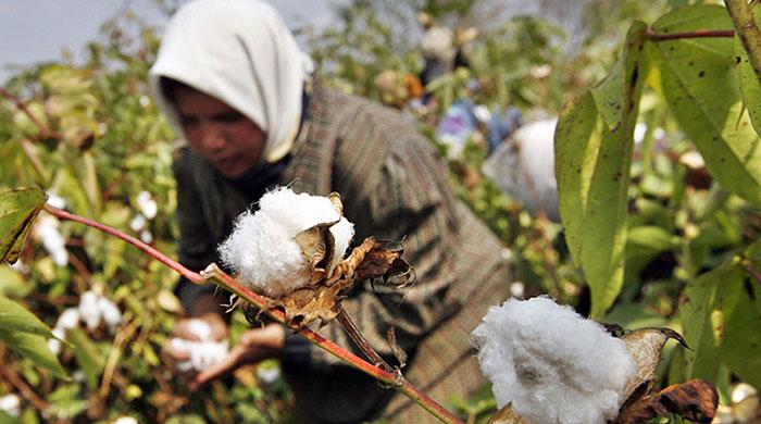 India imports cotton from Pakistan as domestic prices climb