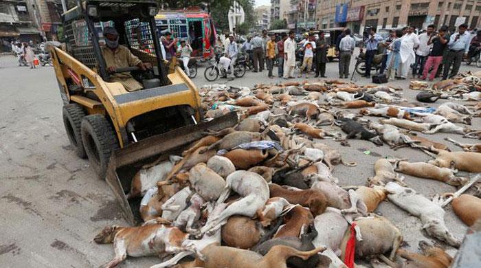 Aseefa Zardari condemns culling of stray dogs in Karachi