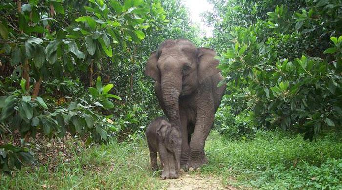 Bangladesh rescues elephant that travelled 1,000 km