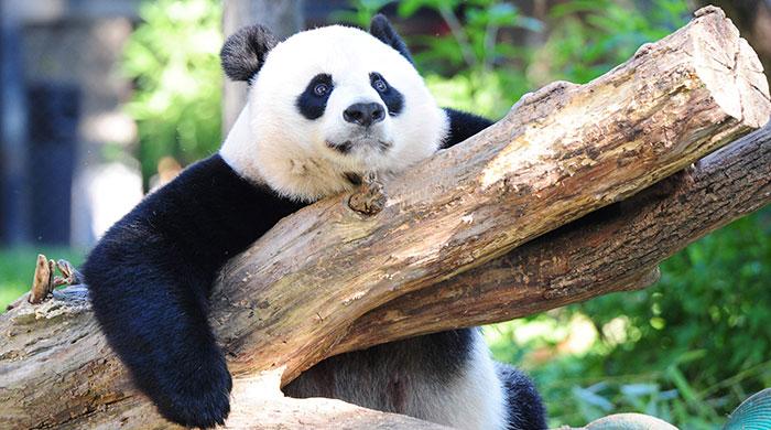 Survey finds giant pandas no longer 'endangered' in China