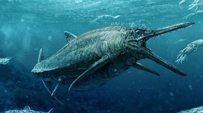 Move over Nessie: Scottish sea monster uncovered in national museum