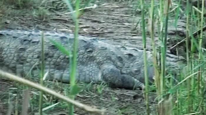 Crocodile injures minor girl in Sukkur