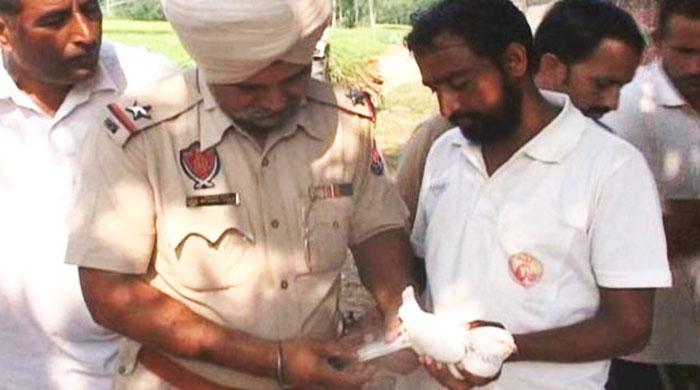 Indian police jails pigeon over espionage charges