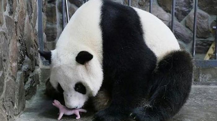 World’s oldest giant panda in captivity dies in Hong Kong