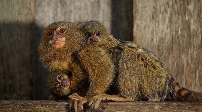 Miniature monkeys reunited after Australia zoo theft