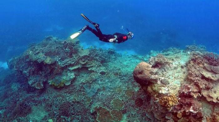 Biggest ever coral die-off recorded on Australia's Great Barrier Reef