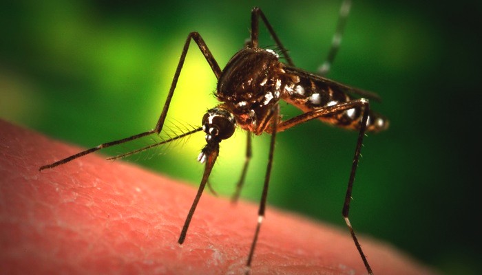 No case of Chikungunya virus in Pakistan: WHO