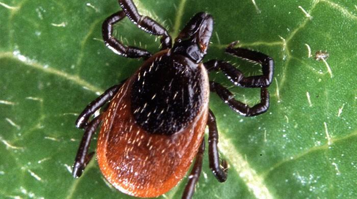 Antibiotic cream could prevent Lyme disease: research