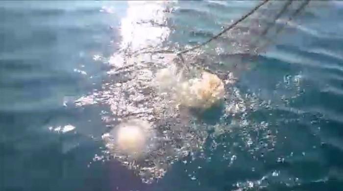 Jellyfish hamper fishing operations off Pakistan coast