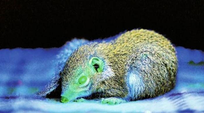 China generates world’s first transgenic tree shrew