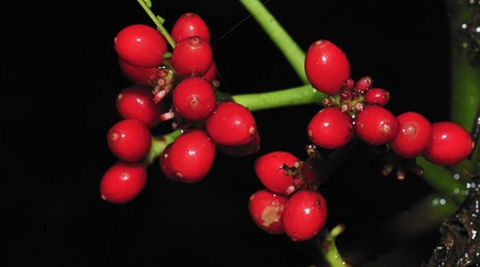 Could these berries from Australia be the cure for cancer?