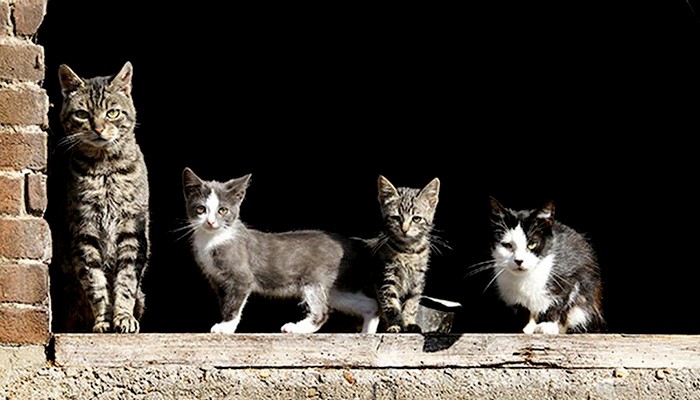 Hundreds of cats quarantined in New York City bird flu outbreak