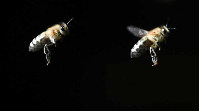 Beleaguered bees hit by 'deformed wing virus'