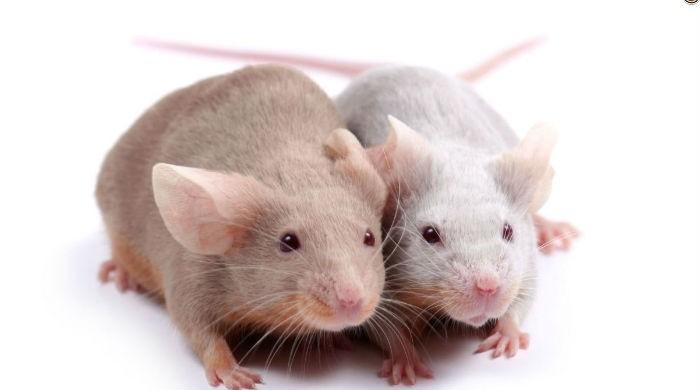 Benign virus allows deaf mice to hear: Study