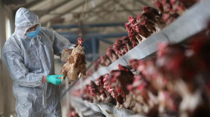 Bird flu claims 79 lives in China since January