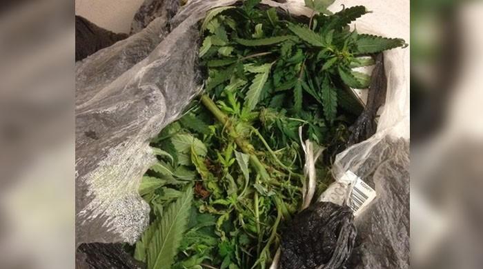 Cops looking for owner of 34 unclaimed bags of marijuana