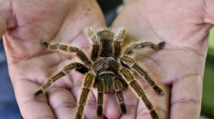 Science unravels spiders' monstrous food web