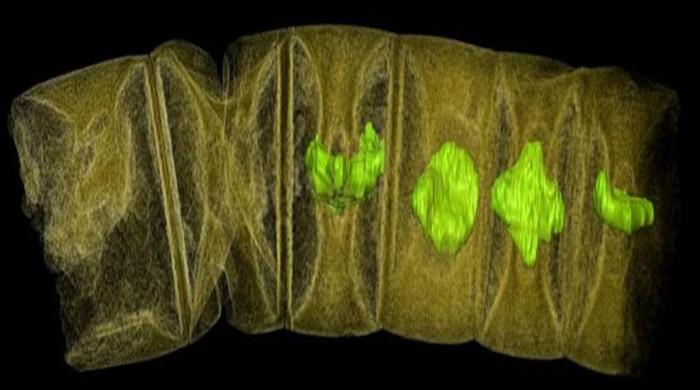 Fossils from 1.6 billion years ago may be oldest-known plants