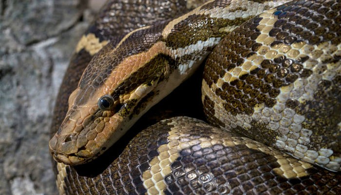 Indonesian man found dead inside giant python | World - Geo.tv