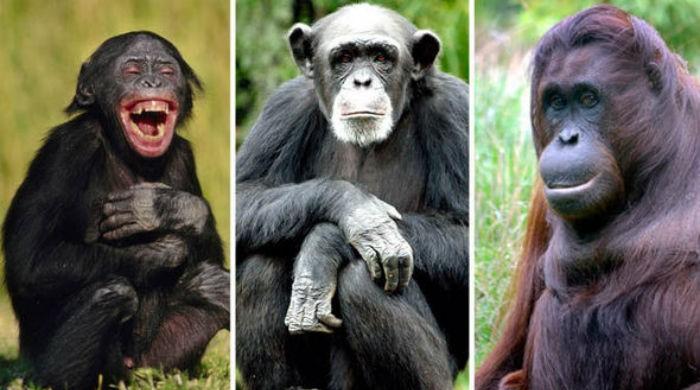 Great apes know when people are wrong: study