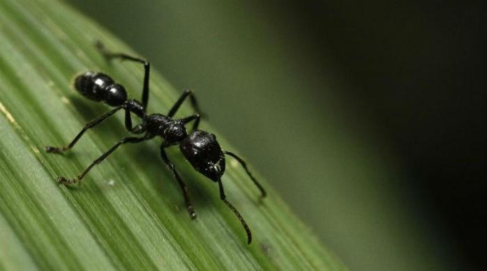 Ants mastered agriculture 30m years before humans