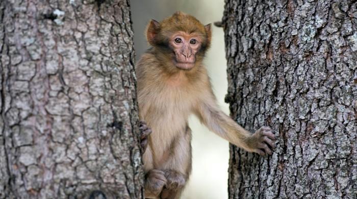 Morocco fights to save its iconic monkey