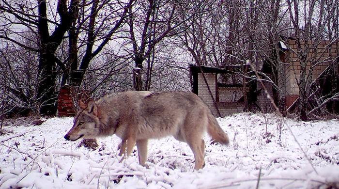 Wolves return to Denmark for first time in 200 years