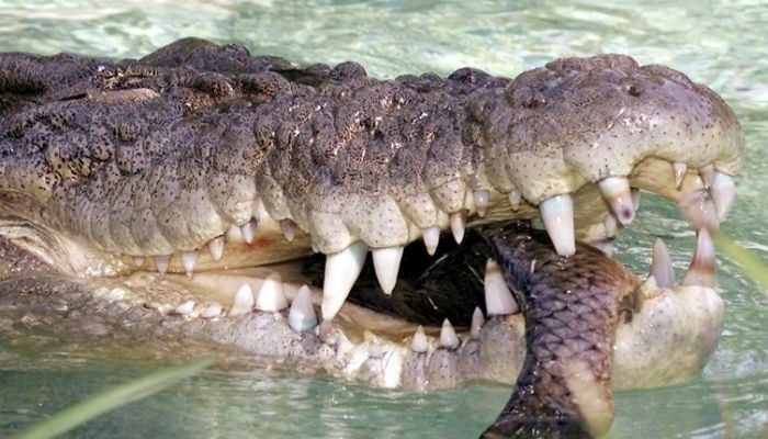 Crocodile snatches child on Philippine tourist island