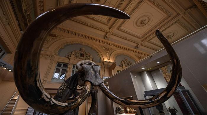 Mammoth Skeleton Sells For Nearly 550,000 Euros At French Auction