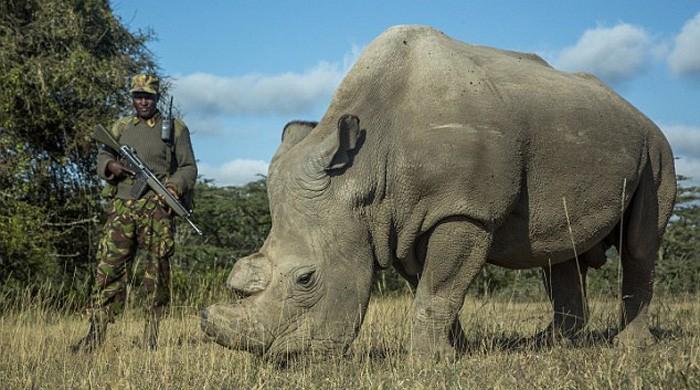 World's Last Male Northern White Rhino Dies In Kenya