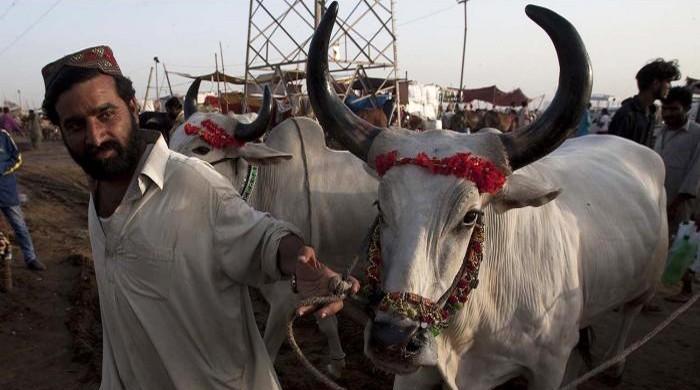 Punjab to set up cattle markets outside city limits for Eid-ul-Azha ...