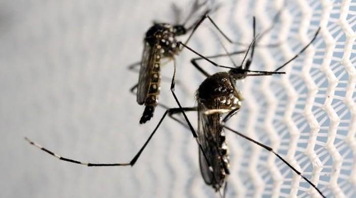 Dengue cases on the rise in Karachi: report