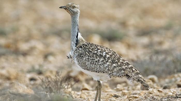 'Unprecedented, historic': Pakistan Customs recovers birds worth ...