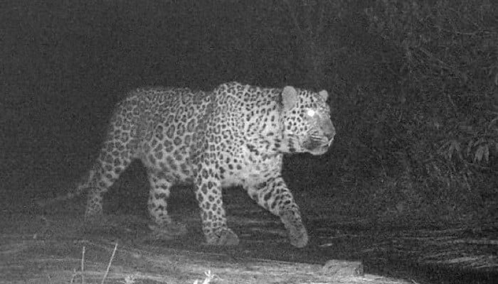 WATCH: Leopard spotted near Margalla Hills in Islamabad