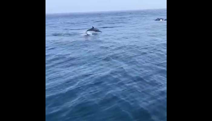 Watch: WWF team spots two large pods of dolphins in Pakistani waters